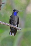 Blue-throated Mountain-gem